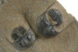 Three Onnia Trilobite Fossils - Blekos, Morocco #312764-1